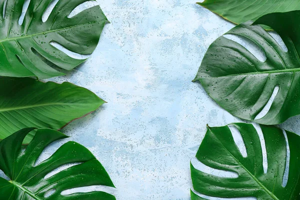 ライトブルーの背景に異なる熱帯の葉 — ストック写真
