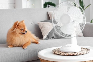 Oturma odasındaki kanepede elektrikli vantilatörlü şirin Pomeranya salyası.