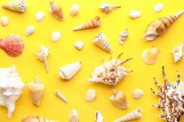 Sarı arka planda farklı deniz kabukları