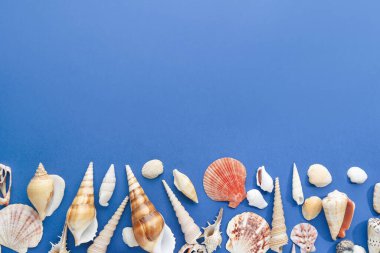 Mavi arka plan üzerinde farklı deniz kabuklarını