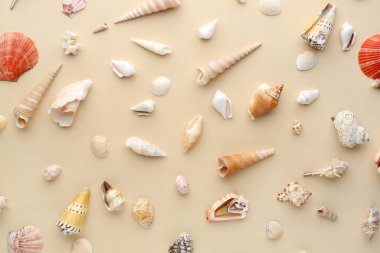 Bej arkaplanda farklı deniz kabukları