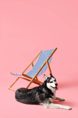 Şirin Husky köpeği ve pembe arka planda iskemle.