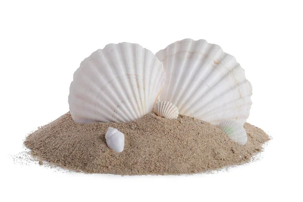 Красивые Ракушки Песок Белом Фоне — стоковое фото