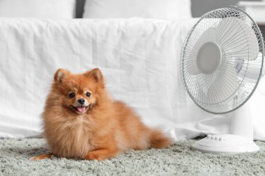 Yatak odasında yerde duran elektrikli vantilatörlü şirin Pomeranya tükürüğü.