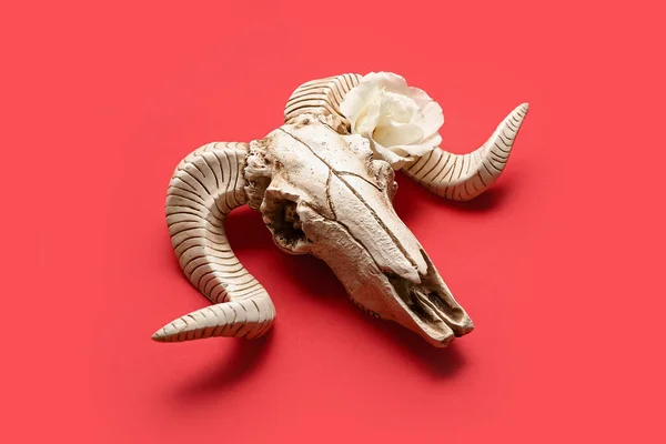 Crânio Ovelhas Com Bela Flor Eustoma Fundo Vermelho — Fotografia de Stock