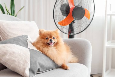 Oturma odasındaki koltukta elektrikli vantilatörlü şirin Pomeranya tükürüğü.