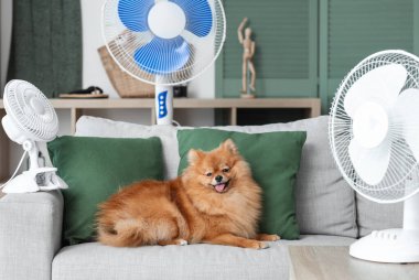 Oturma odasındaki koltukta elektrikli vantilatörlü şirin Pomeranya salyangozu.