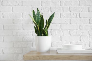 Temiz tabaklar ve bitkilerle mutfak tezgahı.