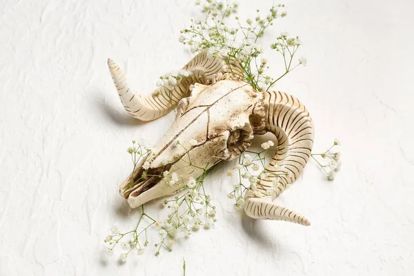 Crânio Ovelhas Com Belas Flores Gypsophila Fundo Branco — Fotografia de Stock