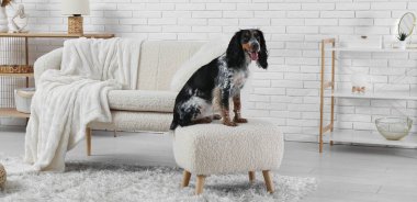 Hafif oturma odasında yumuşak bir puf üzerinde oturan sevimli köpek.