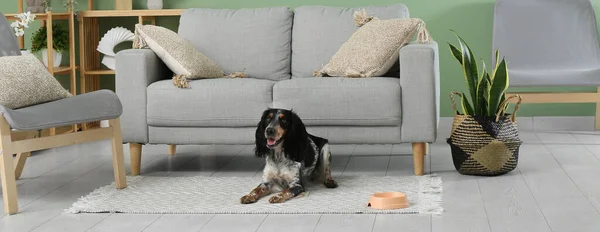 Cute dog with bowl lying on carpet in living room