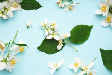 Mavi arka planda güzel yasemin çiçekleri olan kompozisyon