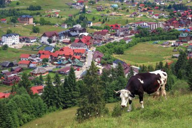 Karpatlar, Ukrayna 'da dağ çayırlarında inekler otluyor.
