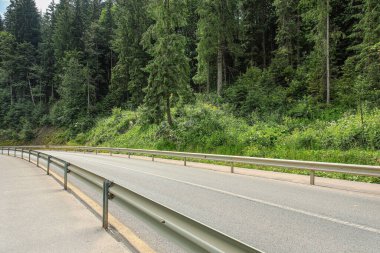 Yaz günü ormanda asfalt yol