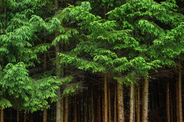 Ormandaki güzel çam ağaçları