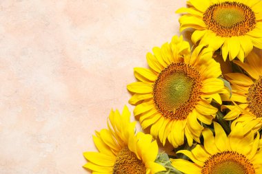 Grunge pembe arka planda güzel ayçiçekleri