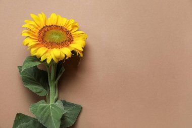 Kahverengi arka planda güzel bir ayçiçeği