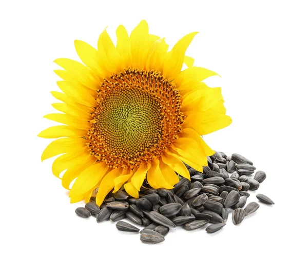 Schöne Sonnenblumen Und Samen Auf Weißem Hintergrund — Stockfoto
