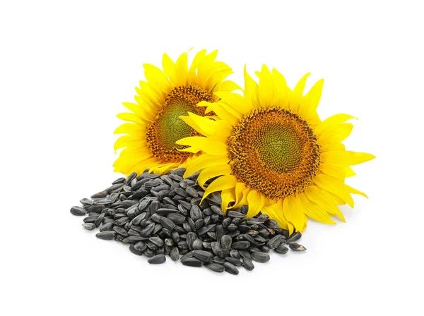 Beautiful Sunflowers Seeds White Background — Stock Photo, Image