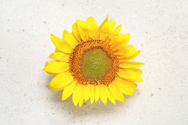 Schöne Sonnenblume Auf Weißem Hintergrund — Stockfoto
