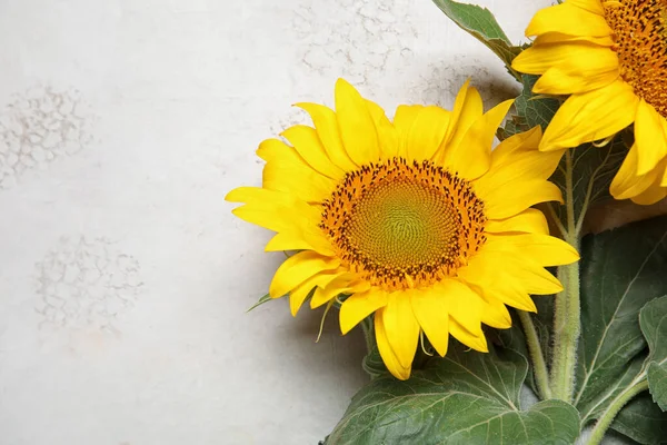 Beautiful Sunflowers Grunge White Background — Stock Photo, Image
