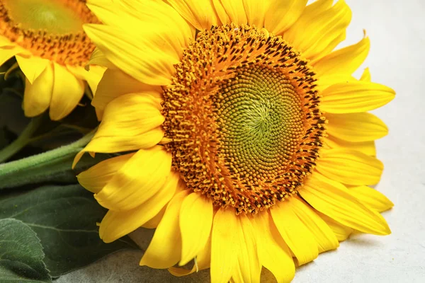 Schöne Sonnenblumen Auf Weißem Grunge Hintergrund — Stockfoto