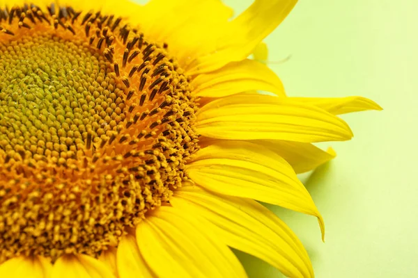 Krásné Slunečnice Zeleném Pozadí — Stock fotografie