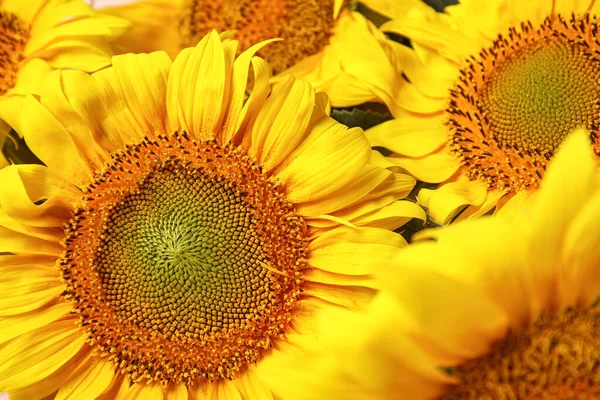 Krásné Slunečnice Jako Pozadí Detailní Záběr — Stock fotografie
