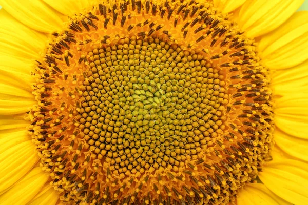 Krásná Slunečnice Jako Pozadí Detailní Záběr — Stock fotografie