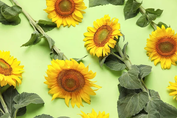 Beautiful Sunflowers Green Background — Stockfoto