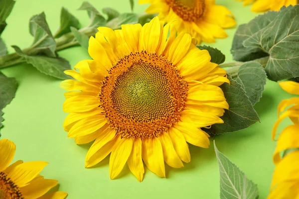 Schöne Sonnenblume Auf Grünem Hintergrund — Stockfoto