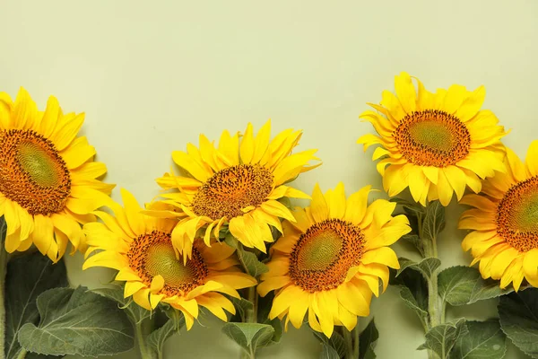 Beautiful Sunflowers Green Background — Foto de Stock