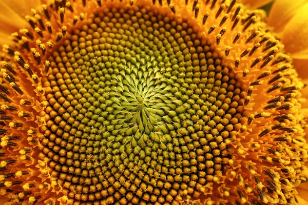 Krásná Slunečnice Jako Pozadí Detailní Záběr — Stock fotografie
