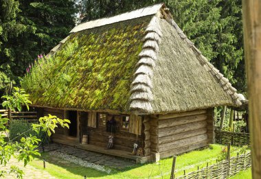 Yeşil ormandaki sazdan çatılı eski ahşap ev