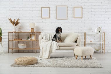 Oturma odasındaki beyaz koltukta tatlı cocker spaniel.