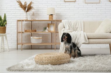 Oturma odasındaki tüylü halıda tatlı cocker spanyel.