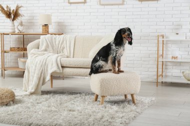Tatlı cocker spaniel oturma odasında puf üzerinde oturuyor.