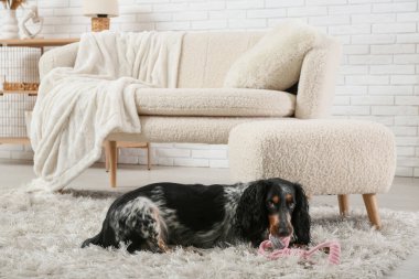 Tatlı cocker spaniel oyuncağıyla oturma odasında pofuduk halıda yatıyor.