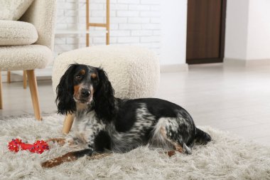 Tatlı cocker spaniel oyuncağıyla oturma odasında pofuduk halıda yatıyor.