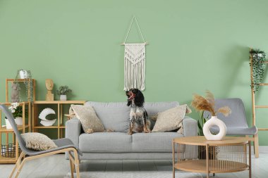 Oturma odasındaki gri koltukta tatlı cocker spaniel.