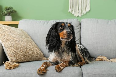 Tatlı cocker spaniel oturma odasındaki gri kanepede yatıyor.
