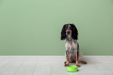 Yeşil duvarın yanında yemek kasesi olan şirin bir cocker spanyel.