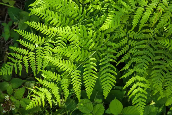 Green Fern Leaves Forest Closeup — Stock Photo, Image
