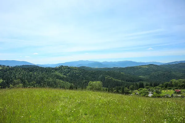 Berglandschaft Mit Wiese Und Wald Den Karpaten Ukraine — Stockfoto