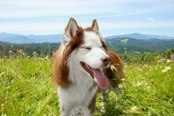 Cute Husky Dog Meadow Summer Day — Stock Photo, Image