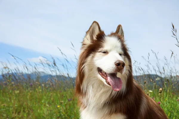 Cute Husky Dog Meadow Summer Day Closeup — Stock Photo, Image