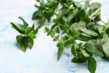 Renk arkaplanında taze fesleğen