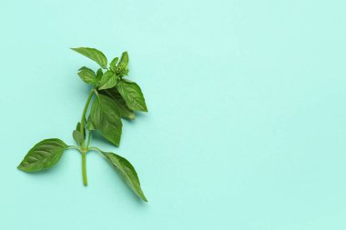 Renkli arka planda taze fesleğen dalı