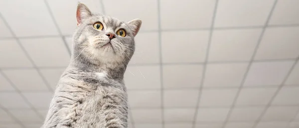 Evdeki Sevimli Meraklı Kedi — Stok fotoğraf