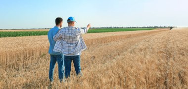 Male farmers in wheat field clipart